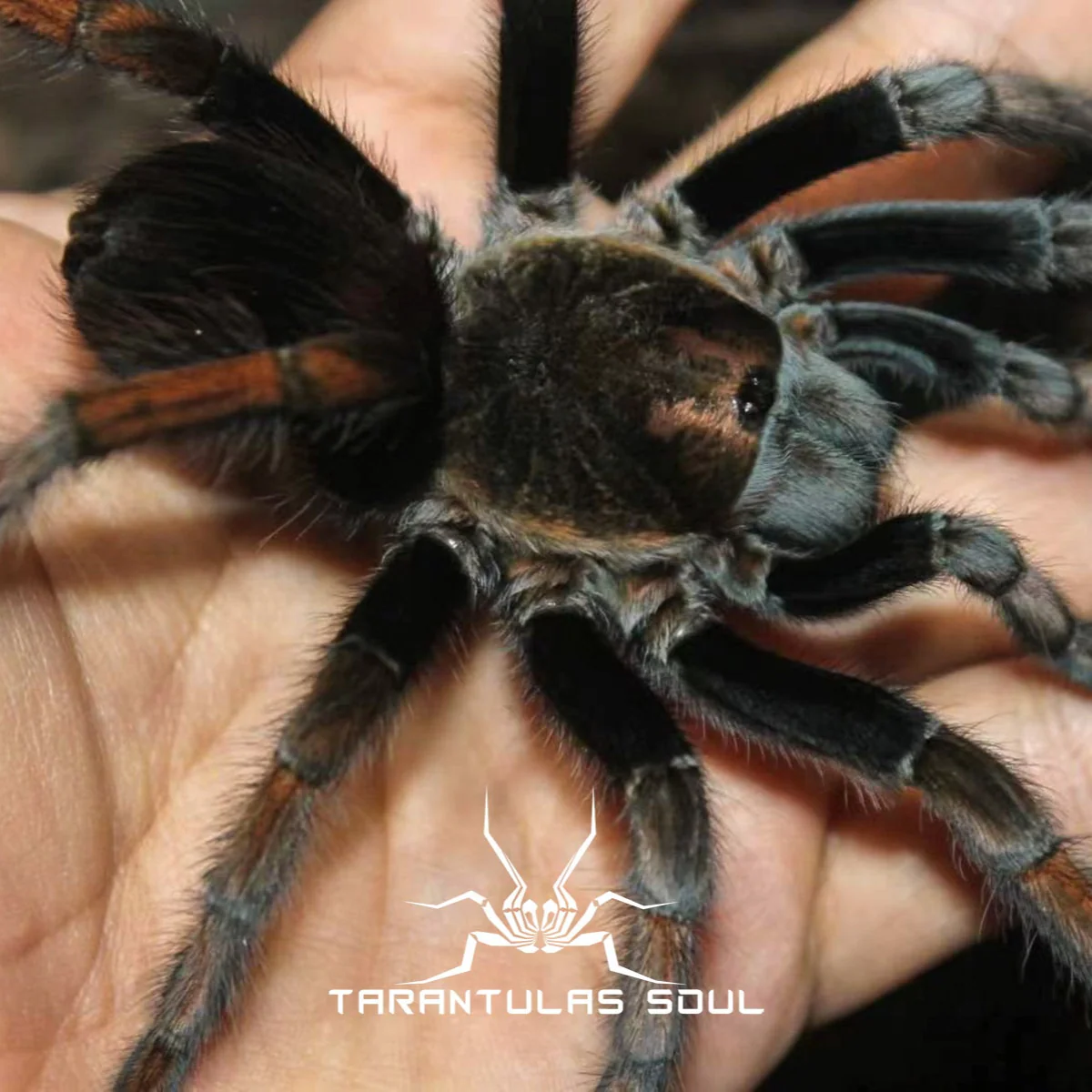 Theraphosinae sp 'Magma'