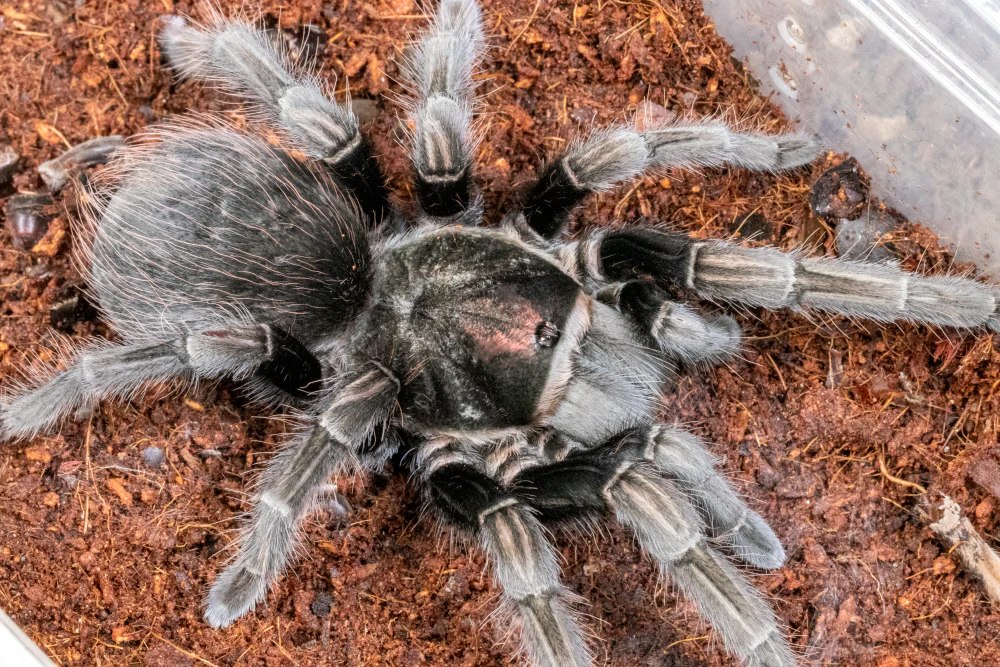 Theraphosinae sp 'Pacora' 1" - Image 2