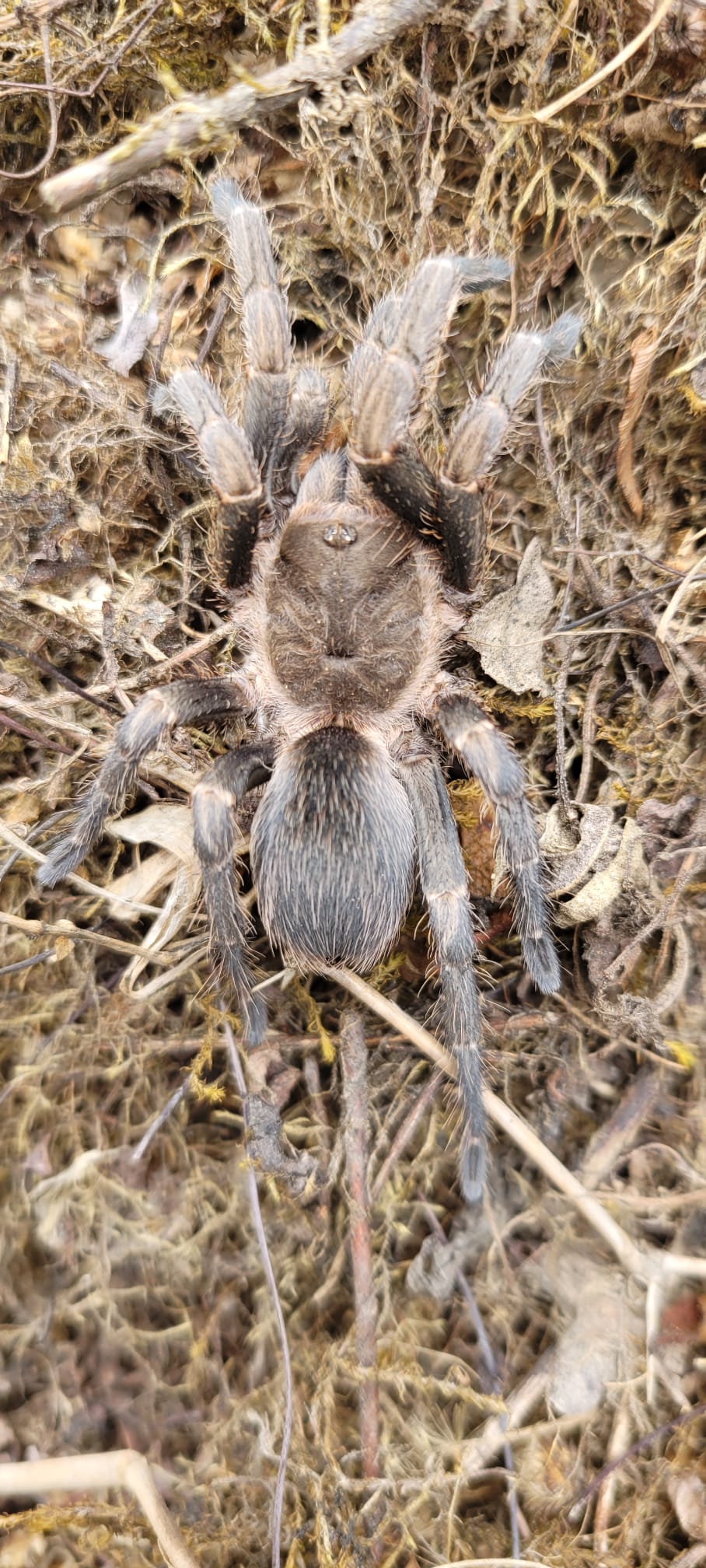 Theraphosinae sp 'San Miquel' - Image 2