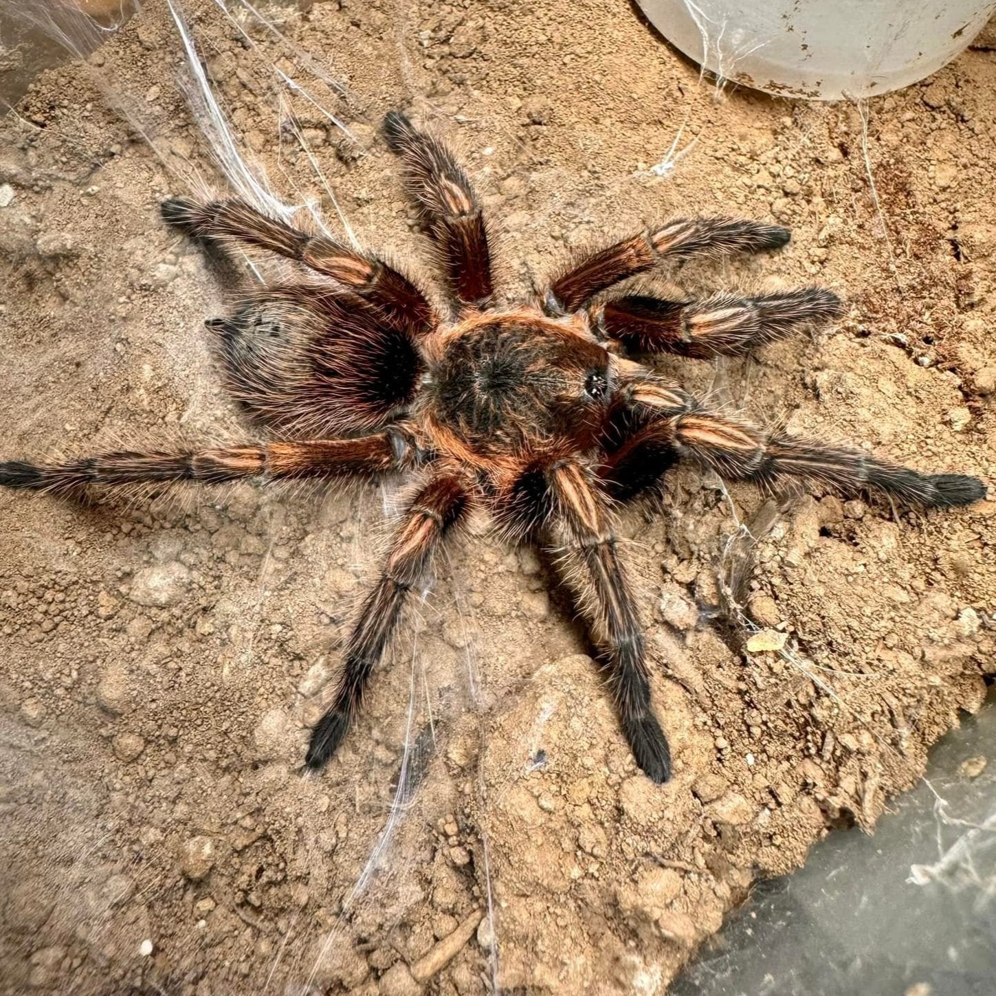 Theraphosinae sp 'Subaureum'