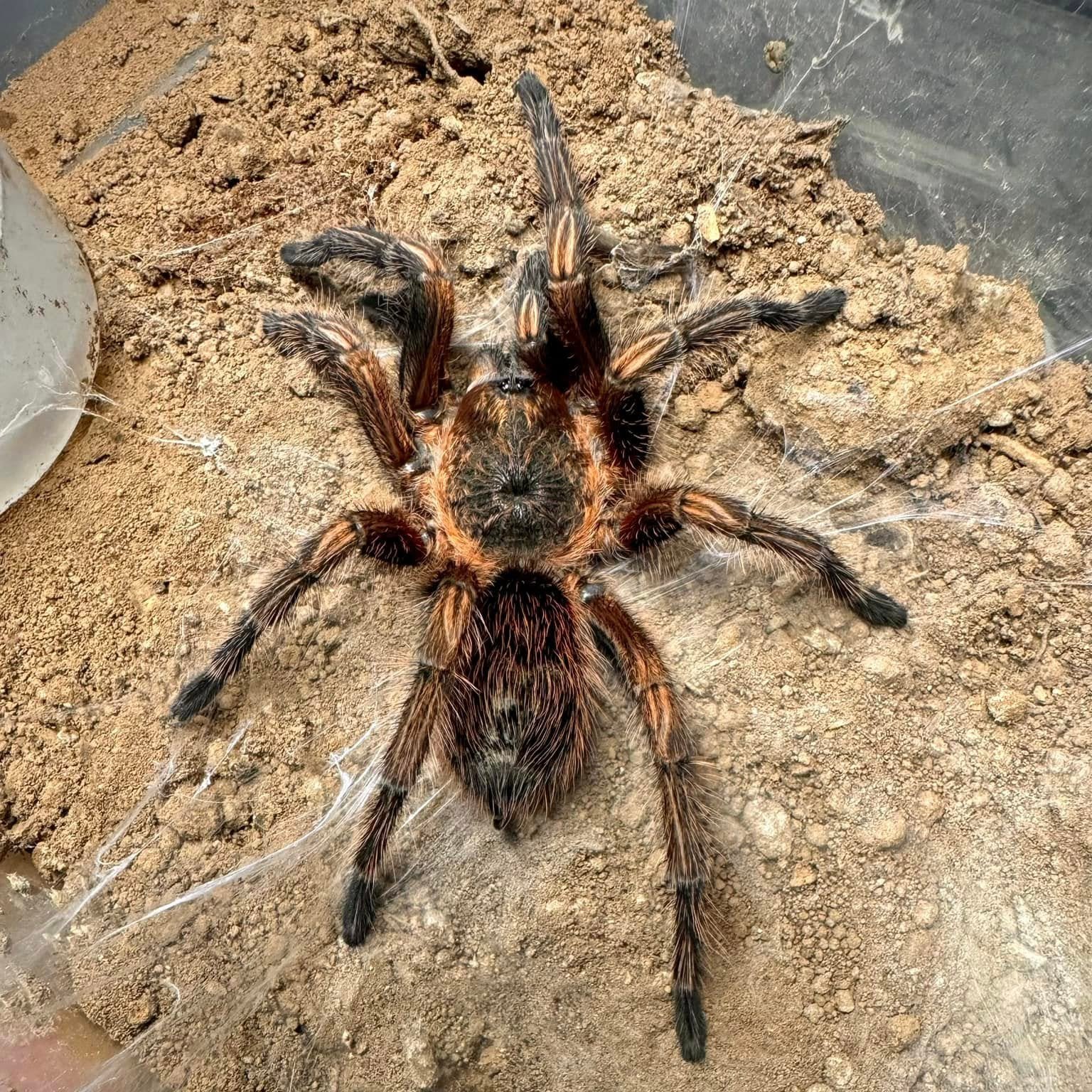 Theraphosinae sp 'Subaureum' - Image 2