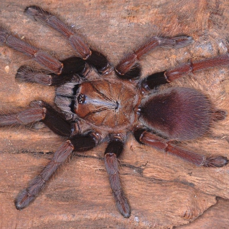 Thrigmopoeus truculentus (Lesser Goa Mustard)