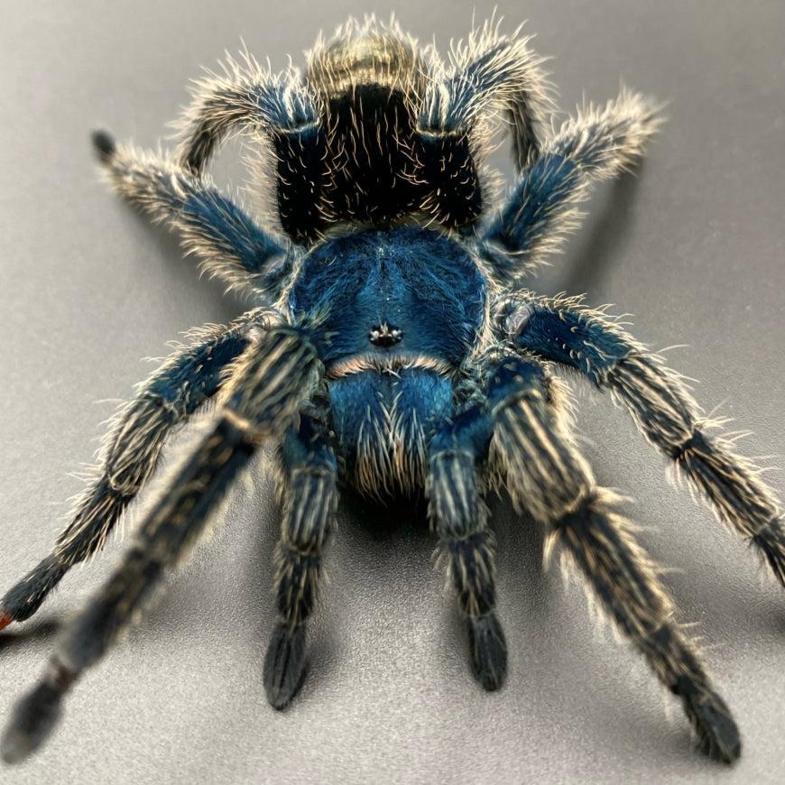 Thrixopelma cyaneolum (Cobalt Red Rump)