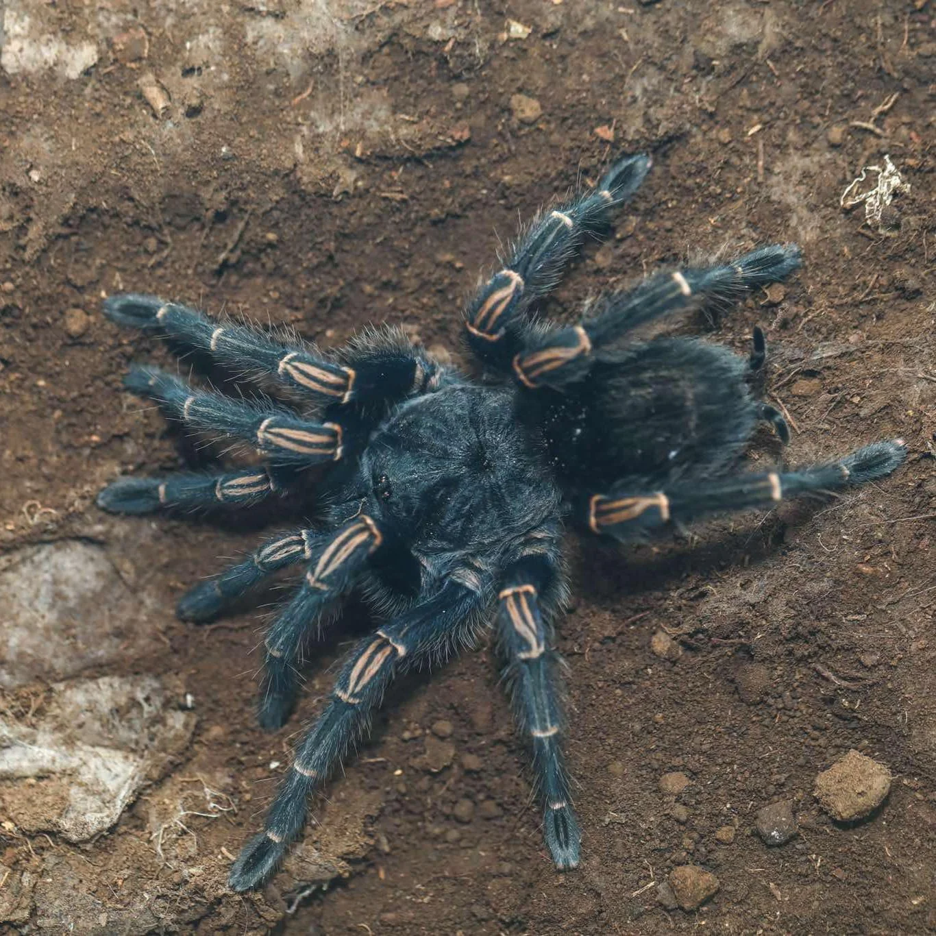 Thrixopelma lagunas (Peru Blue Zebra)