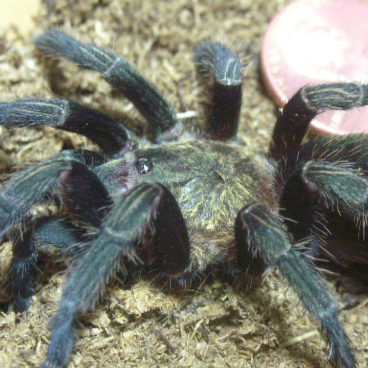 Ewok pruriens (Peruvian Green Velvet)