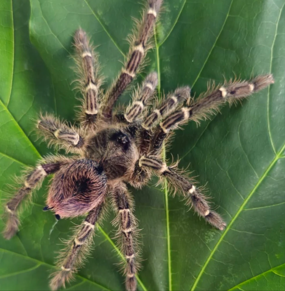 Thrixopelma sp 'Humedal'