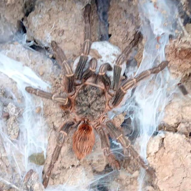 Thrixopelma sp 'Sevilla' 0.25"