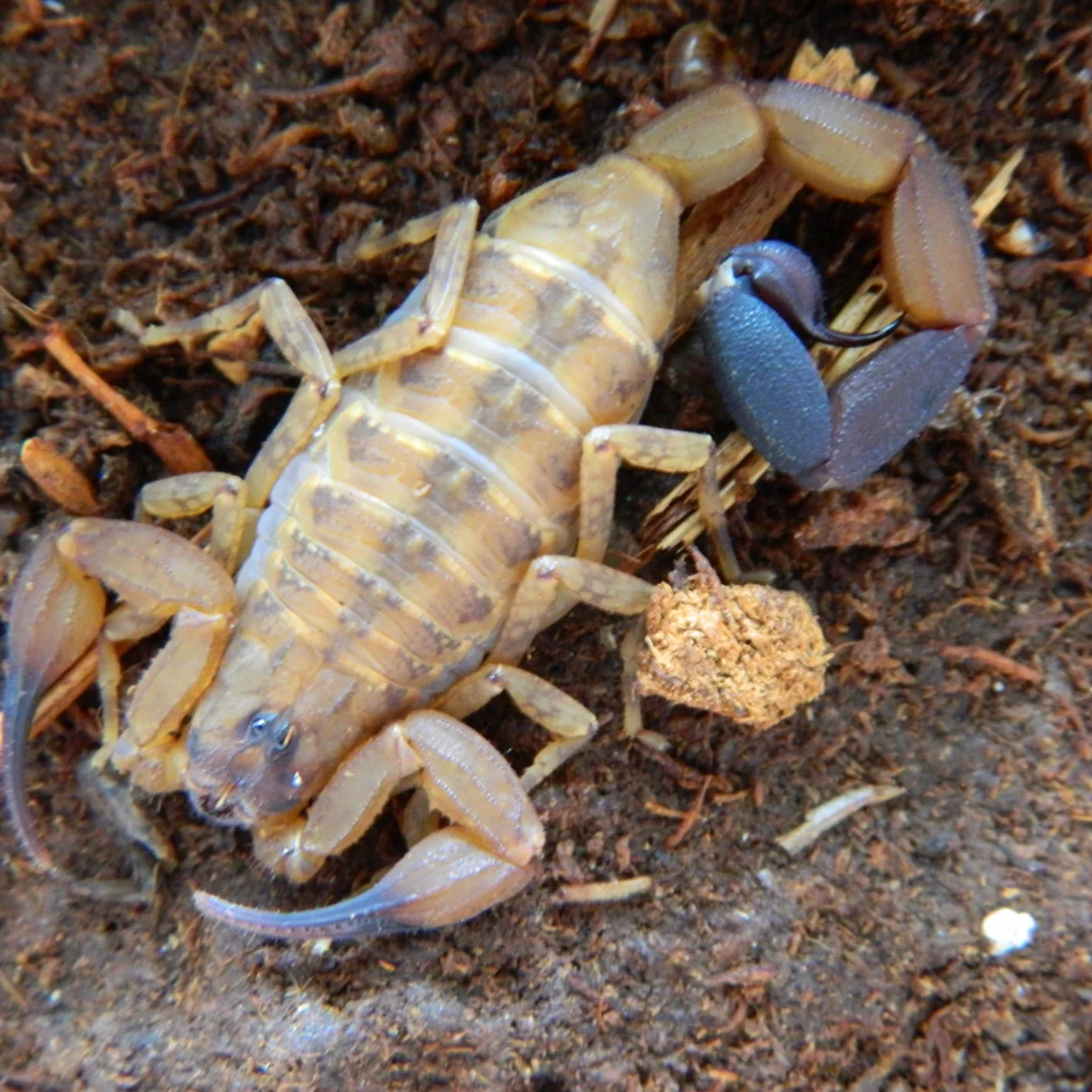 Tityus smithi (Lesser Antilles Thick-Tailed Scorpion)