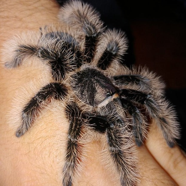 Tliltocatl albopilosum (Nicaraguan Curly Hair)