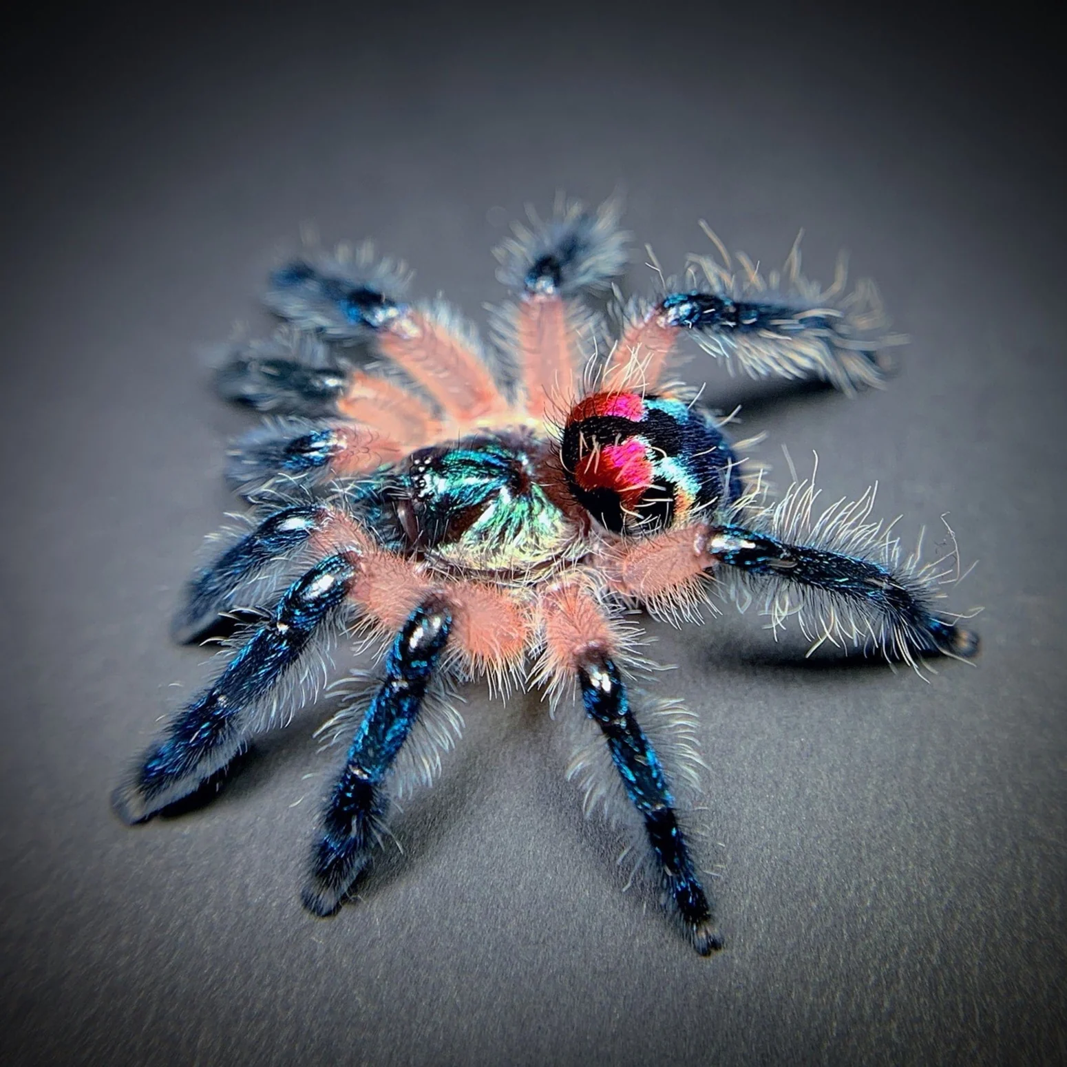 Typhochlaena seladonia (Brazilian Jewel Trapdoor) 0.25"