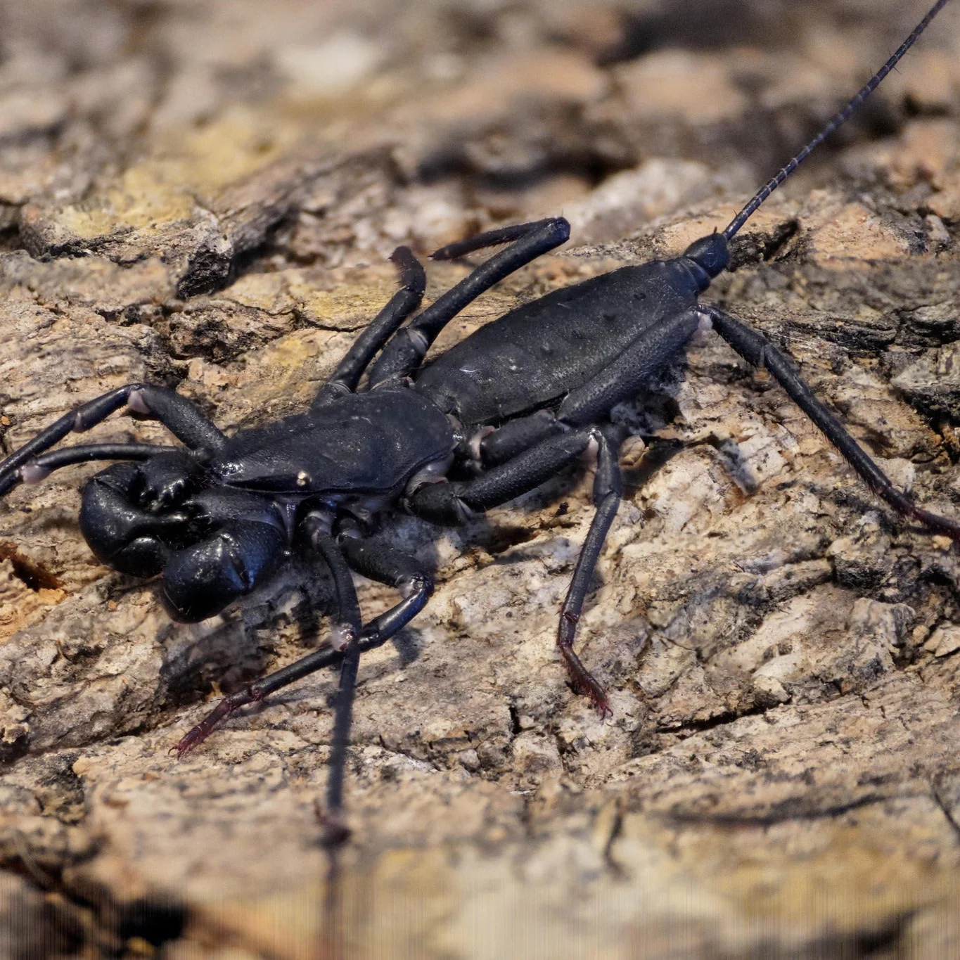Typopeltis sinensis (Chinese Vinegaroon) Sub/Adults