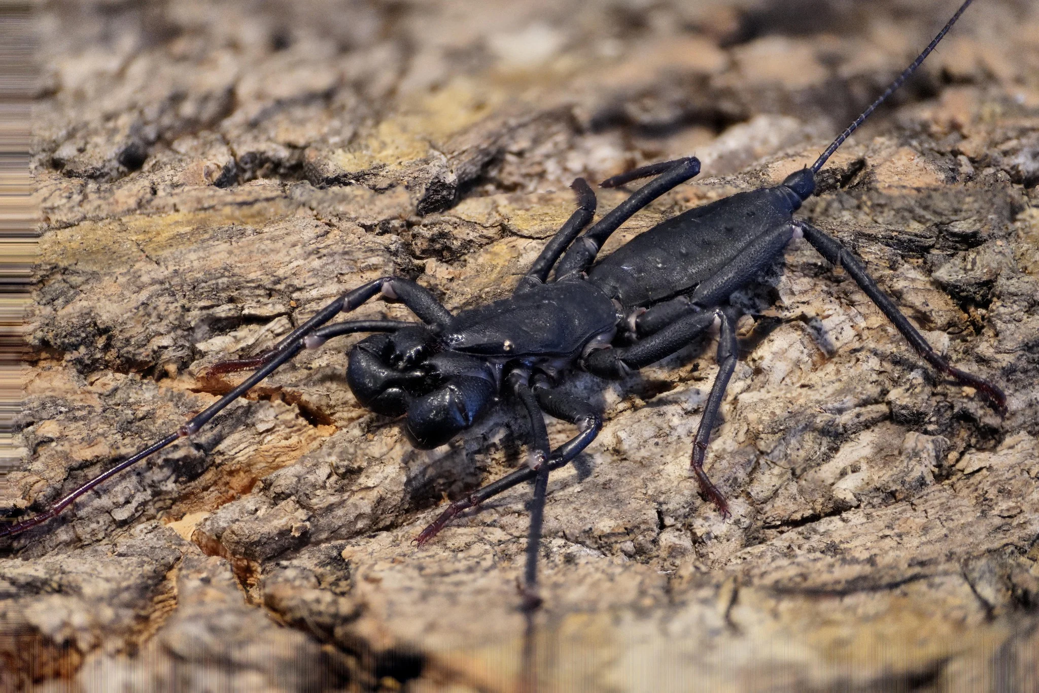 Typopeltis sinensis (Chinese Vinegaroon) Sub/Adults - Image 2