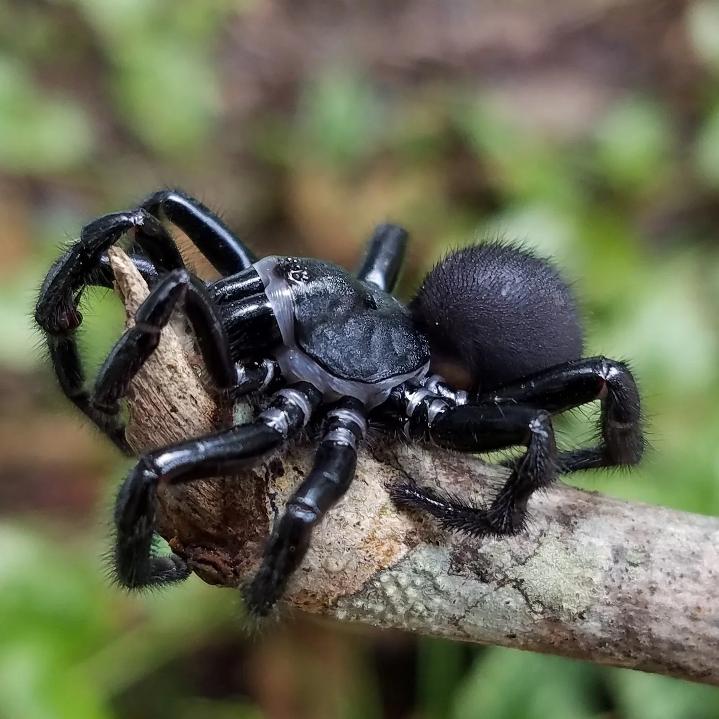 Ummidia audouini (Audouin's Trap Door Spider) 1" | 2.5" FEMALE