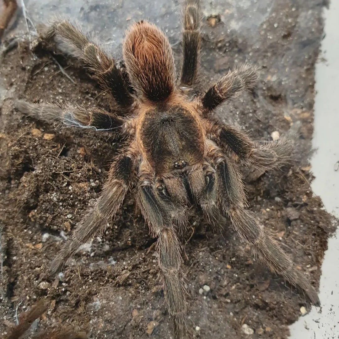 Urupelma peruvianum (Peru Mountain Dwarf)
