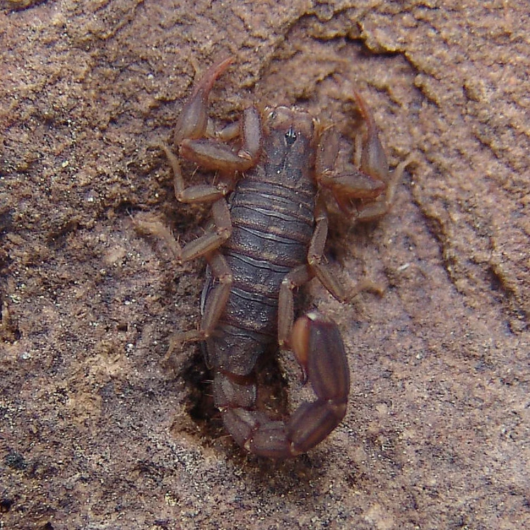 Vaejovis cashi (Cash's Scorpion) ) 0.5"