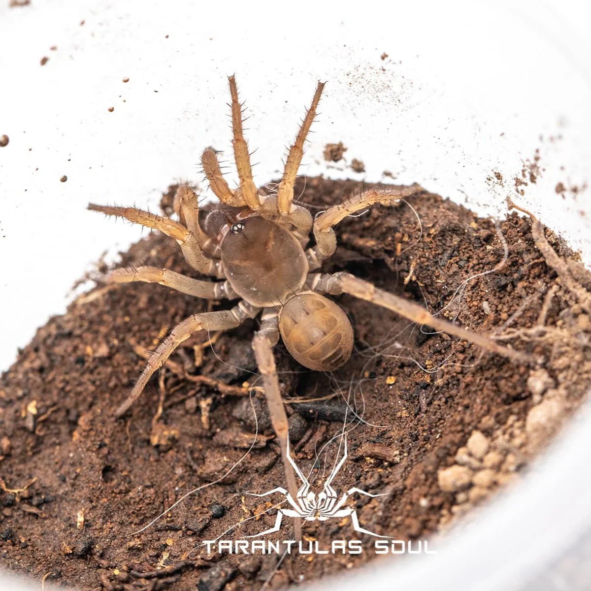 Vinathela sp (Karst Caves Trap Door) 0.5"