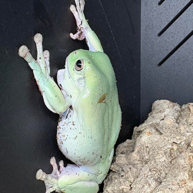 Whites Tree Frog (Litoria caerulea) - Image 2