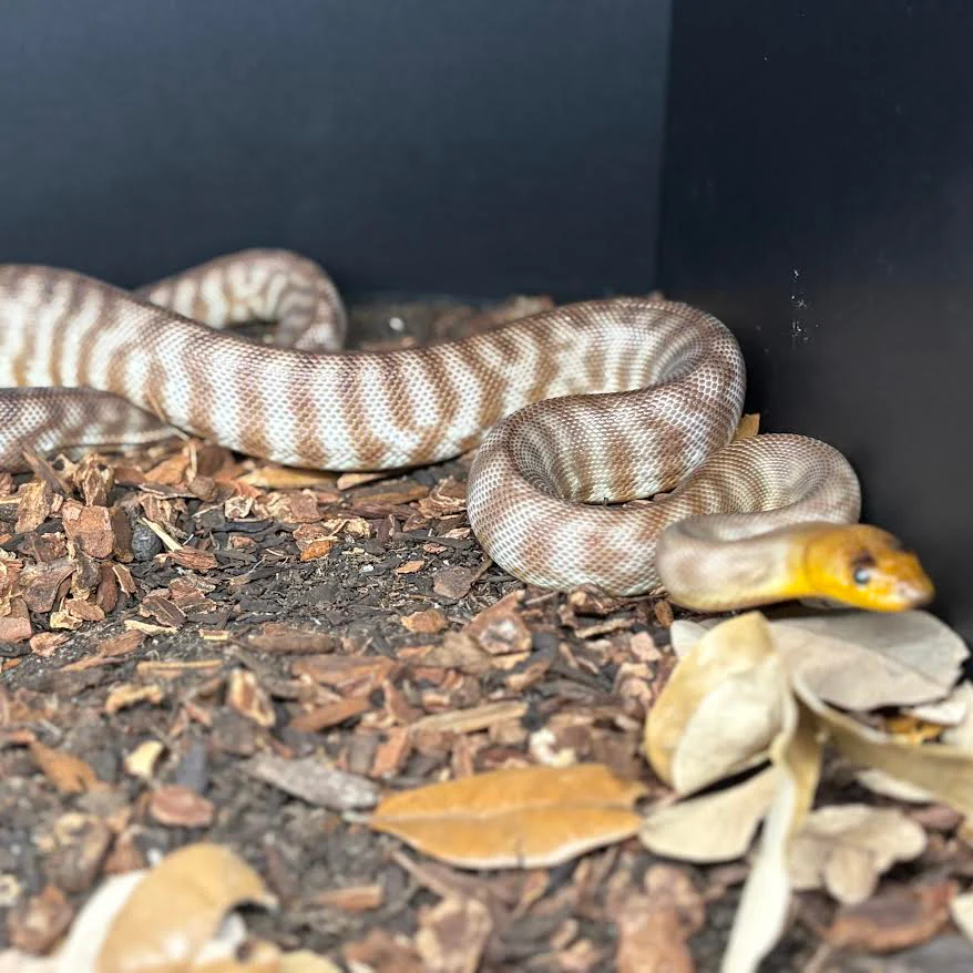 Woma Python (Aspidites ramsayi) MALE - Image 2