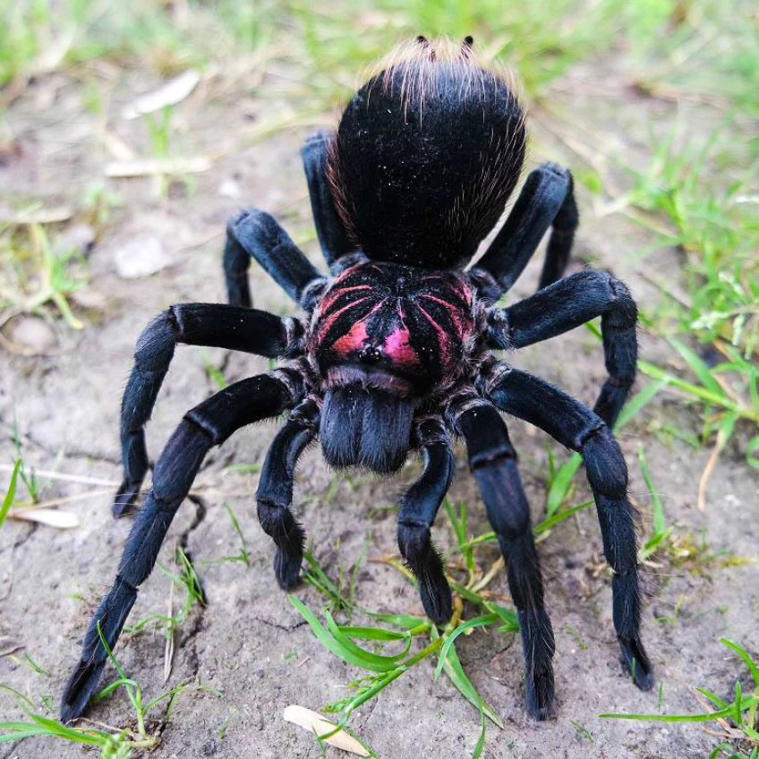 Xenesthis sp 'Bright' (Bright Lesserblack) 3" MALE