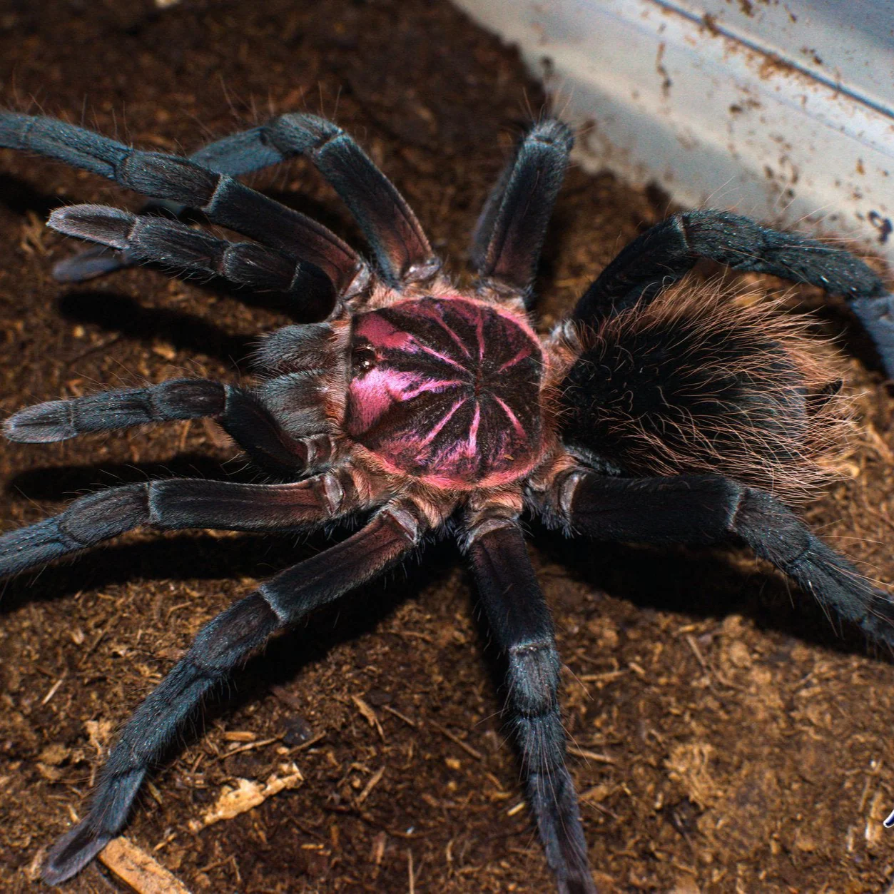 Xenesthis sp 'Megascopula'
