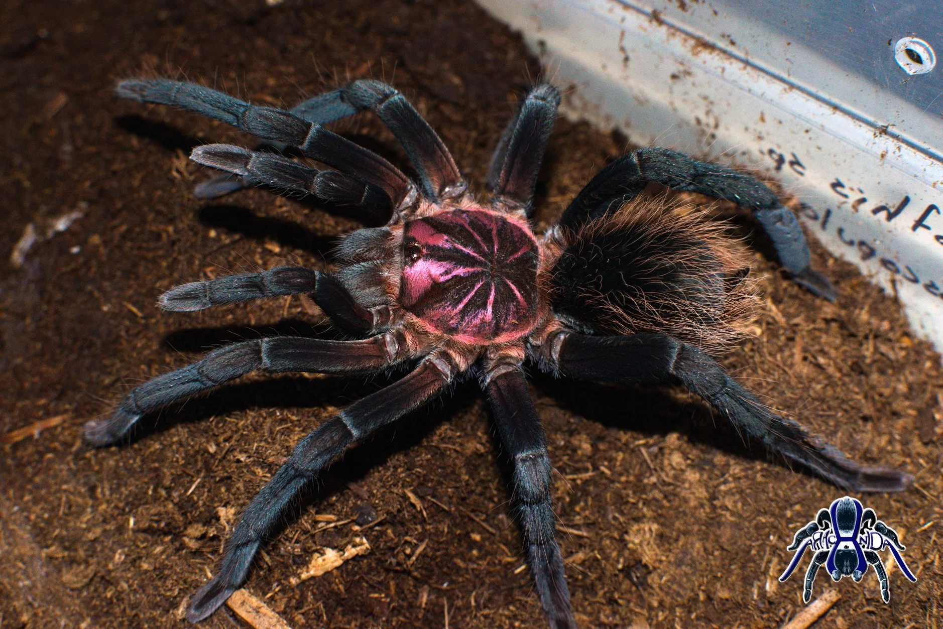 Xenesthis sp 'Megascopula' - Image 2