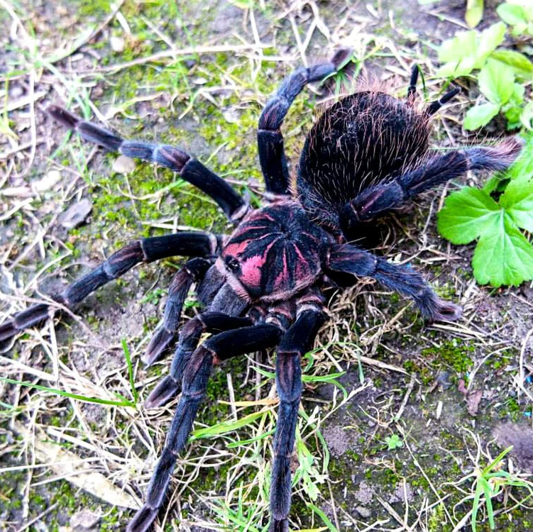 Xenesthis sp 'White' 3-4" FEMALE
